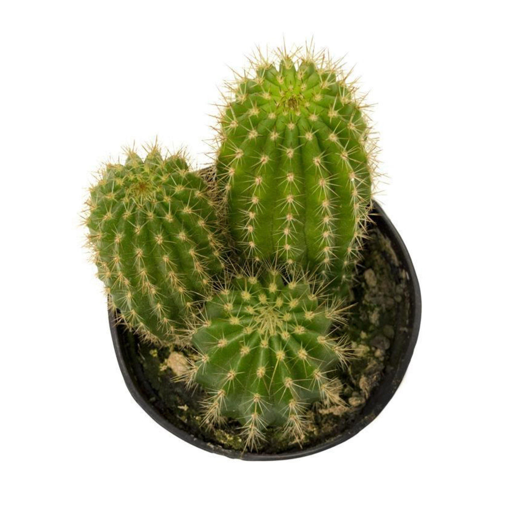 Cactus, 9cm, Trichocereus grandiflorus 'Torch' - Floral Acres Greenhouse & Garden Centre