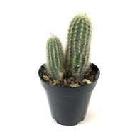 Cactus, 9cm, Haageocereus Chrysacanthus - Floral Acres Greenhouse & Garden Centre