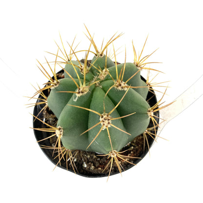 Cactus, 9cm, Melocactus Azureus 'Turks Cap' - Floral Acres Greenhouse & Garden Centre