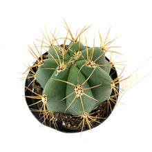 Load image into Gallery viewer, Cactus, 9cm, Melocactus Azureus &#39;Turks Cap&#39; - Floral Acres Greenhouse &amp; Garden Centre
