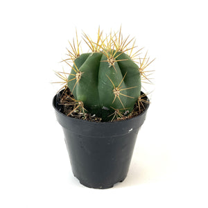 Cactus, 9cm, Melocactus Azureus 'Turks Cap' - Floral Acres Greenhouse & Garden Centre