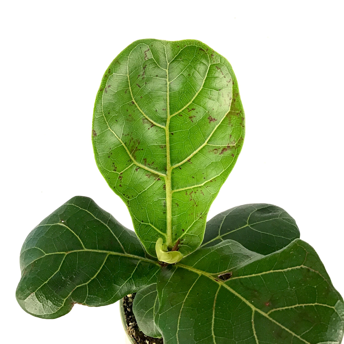 Ficus, 4in, Lyrata Fiddle Leaf Fig - Floral Acres Greenhouse & Garden Centre