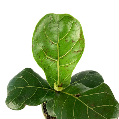 Ficus, 4in, Lyrata Fiddle Leaf Fig - Floral Acres Greenhouse & Garden Centre