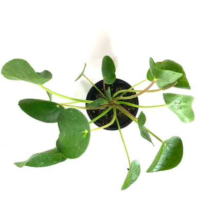 Pilea, 4in, Peperomioides