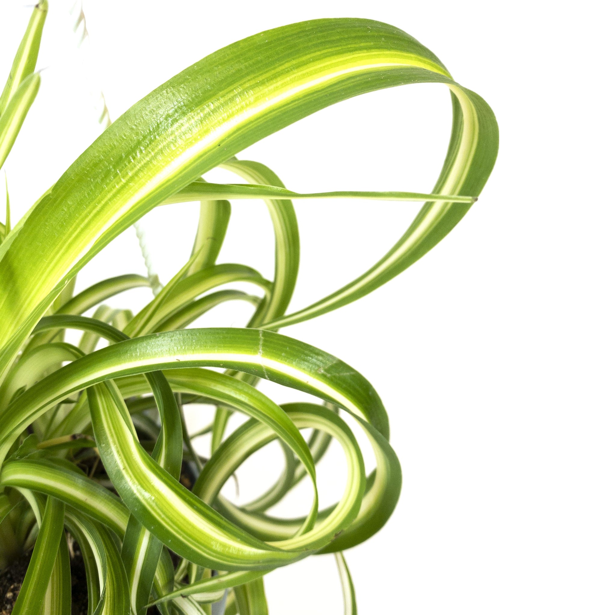 curly sue spider plant Spider Plant, 8in Hanging Basket, Curly Sue – Floral Acres Greenhouse & Garden Centre