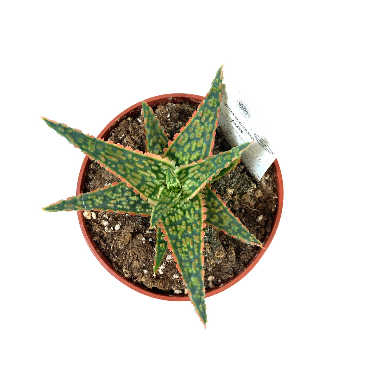 Aloe, 4in, Christmas Carol - Floral Acres Greenhouse & Garden Centre