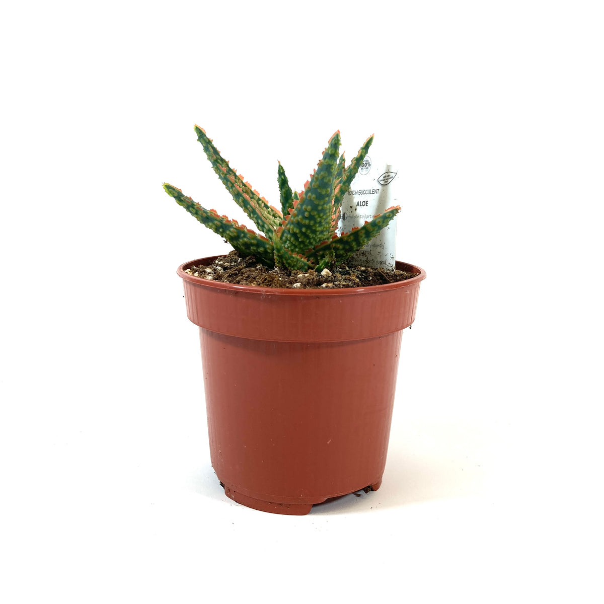 Aloe, 4in, Christmas Carol - Floral Acres Greenhouse & Garden Centre