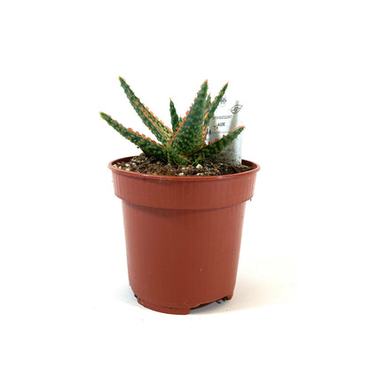 Aloe, 4in, Christmas Carol - Floral Acres Greenhouse & Garden Centre