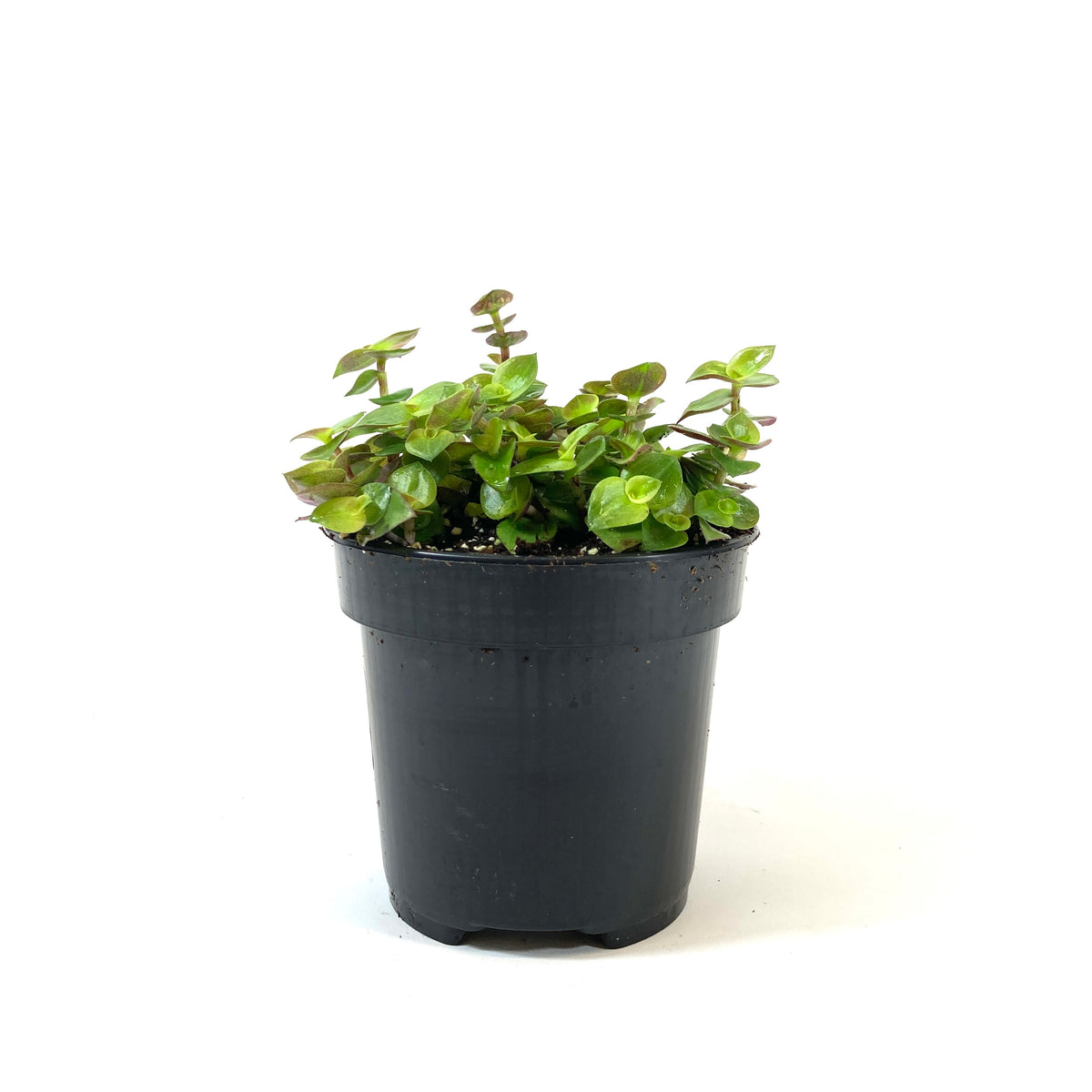 Callisia, 4in, Turtle Vine - Floral Acres Greenhouse & Garden Centre