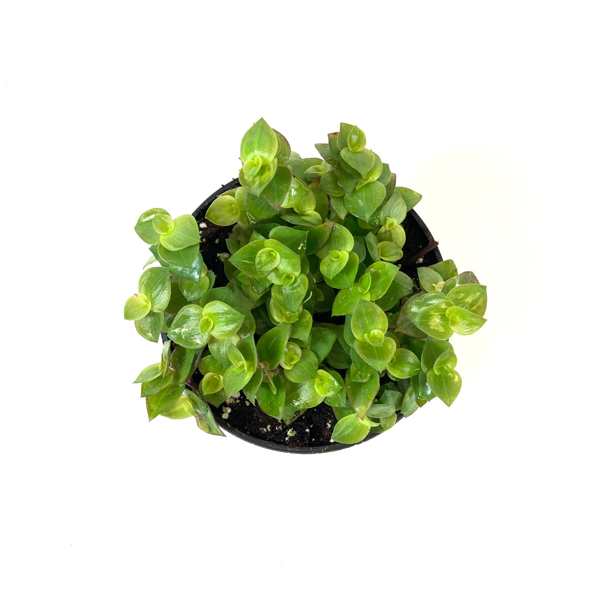 Callisia, 4in, Turtle Vine - Floral Acres Greenhouse & Garden Centre