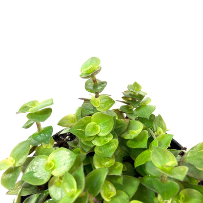 Callisia, 4in, Turtle Vine - Floral Acres Greenhouse & Garden Centre