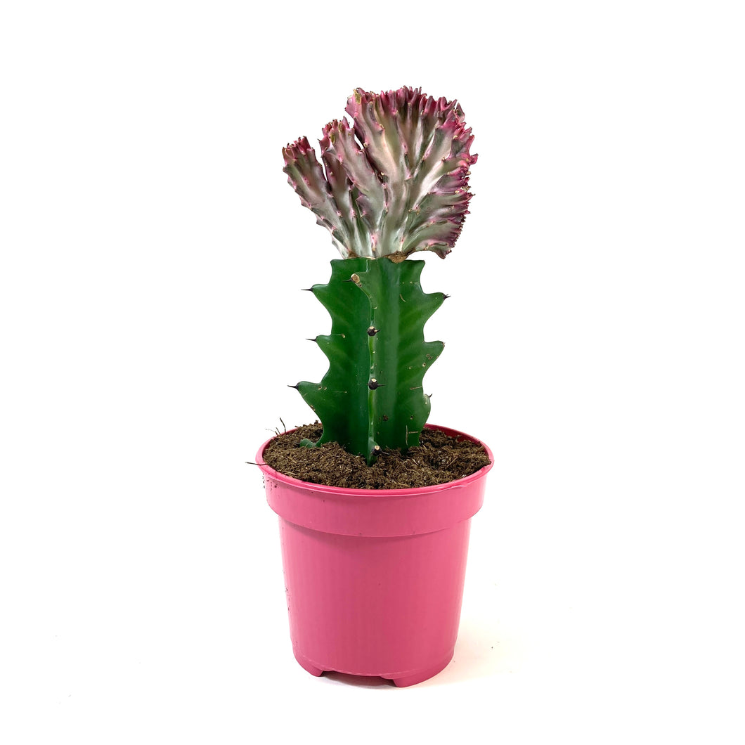 Cactus, 4in, Coral Cactus, Pink - Floral Acres Greenhouse & Garden Centre