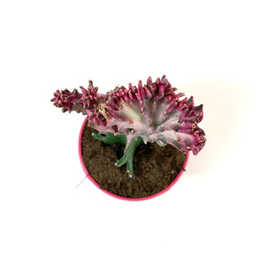 Cactus, 4in, Coral Cactus, Pink - Floral Acres Greenhouse & Garden Centre