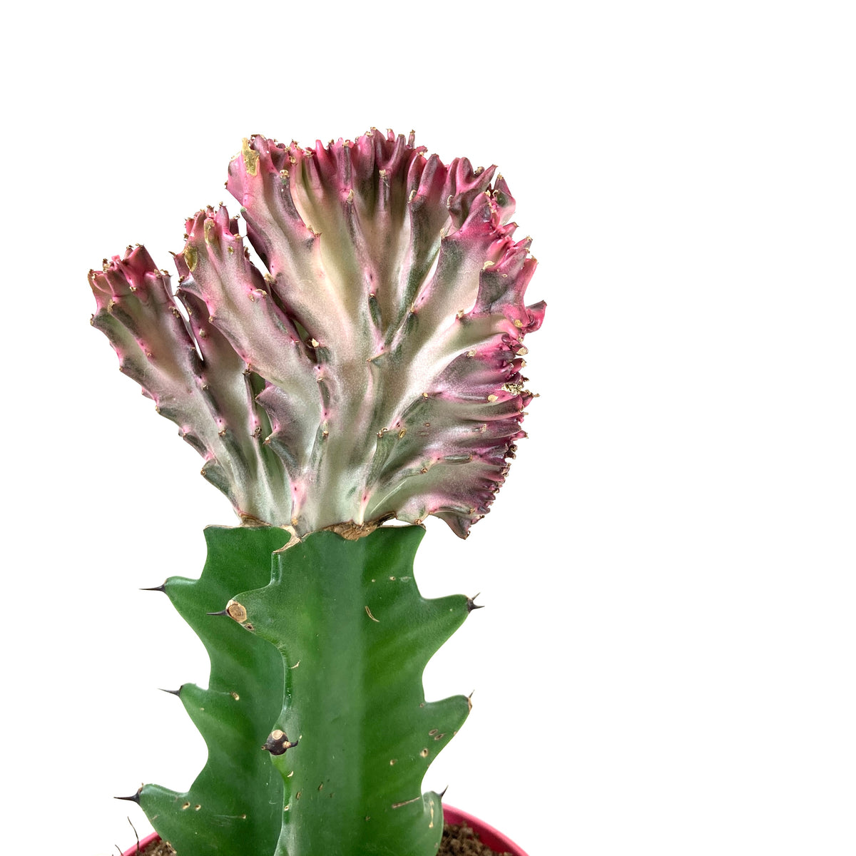 Cactus, 4in, Coral Cactus, Pink - Floral Acres Greenhouse & Garden Centre