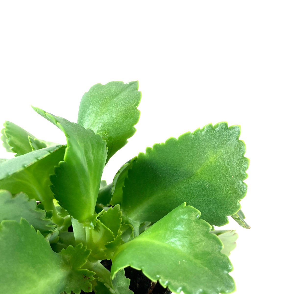 Kalanchoe, 4in, Mother of Thousands - Floral Acres Greenhouse & Garden Centre