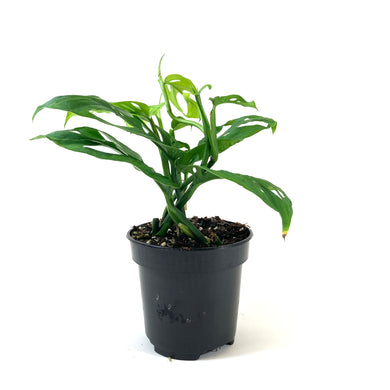 Monstera, 4in, Adansonii Swiss Cheese - Floral Acres Greenhouse & Garden Centre