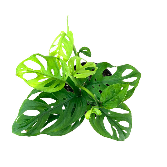 Monstera, 4in, Adansonii Swiss Cheese - Floral Acres Greenhouse & Garden Centre