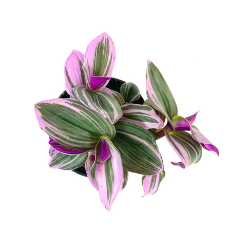 Tradescantia, 4in, Nanouk - Floral Acres Greenhouse & Garden Centre