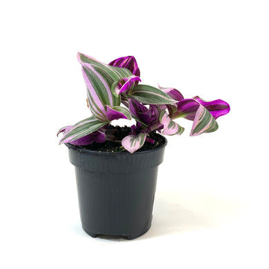 Tradescantia, 4in, Nanouk - Floral Acres Greenhouse & Garden Centre