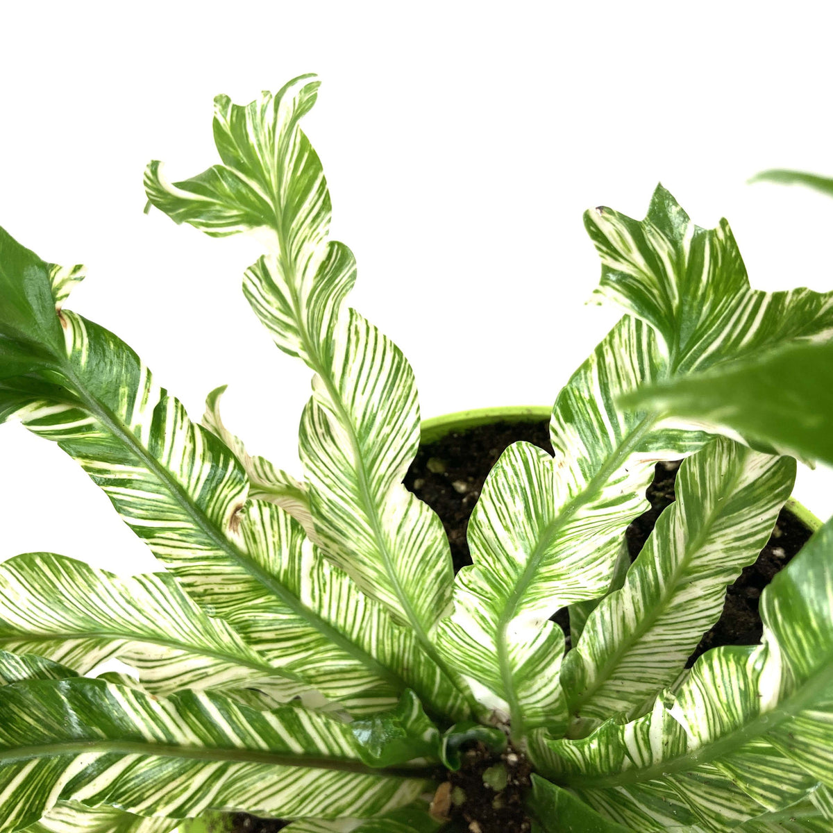Fern, 7.5in, Bird's Nest Variegated