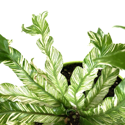 Fern, 7.5in, Bird's Nest Variegated