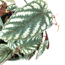 Load image into Gallery viewer, Begonia, 7.5in Hanging Basket, Rex Vine - Floral Acres Greenhouse &amp; Garden Centre
