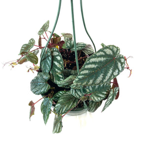 Begonia, 7.5in Hanging Basket, Rex Vine - Floral Acres Greenhouse & Garden Centre