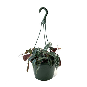 Begonia, 7.5in Hanging Basket, Rex Vine - Floral Acres Greenhouse & Garden Centre