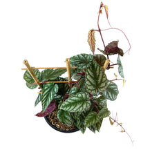 Load image into Gallery viewer, Begonia, 7.5in, Rex Vine - Floral Acres Greenhouse &amp; Garden Centre
