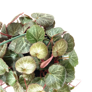 Begonia, 7.5in Hanging Basket, Strawberry - Floral Acres Greenhouse & Garden Centre
