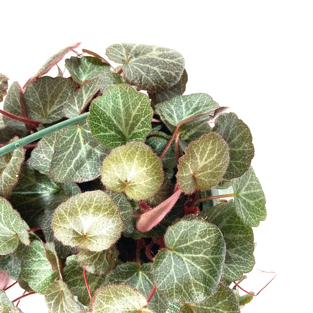 Begonia, 7.5in Hanging Basket, Strawberry - Floral Acres Greenhouse & Garden Centre