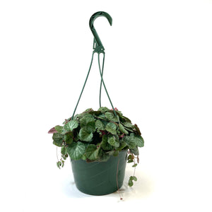 Begonia, 7.5in Hanging Basket, Strawberry - Floral Acres Greenhouse & Garden Centre