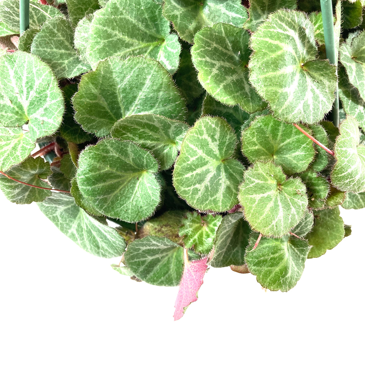 Begonia, 7.5in Hanging Basket, Strawberry - Floral Acres Greenhouse & Garden Centre