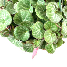 Load image into Gallery viewer, Begonia, 7.5in Hanging Basket, Strawberry - Floral Acres Greenhouse &amp; Garden Centre
