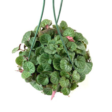 Load image into Gallery viewer, Begonia, 7.5in Hanging Basket, Strawberry - Floral Acres Greenhouse &amp; Garden Centre
