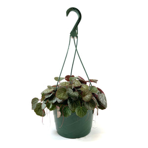 Begonia, 7.5in Hanging Basket, Strawberry - Floral Acres Greenhouse & Garden Centre