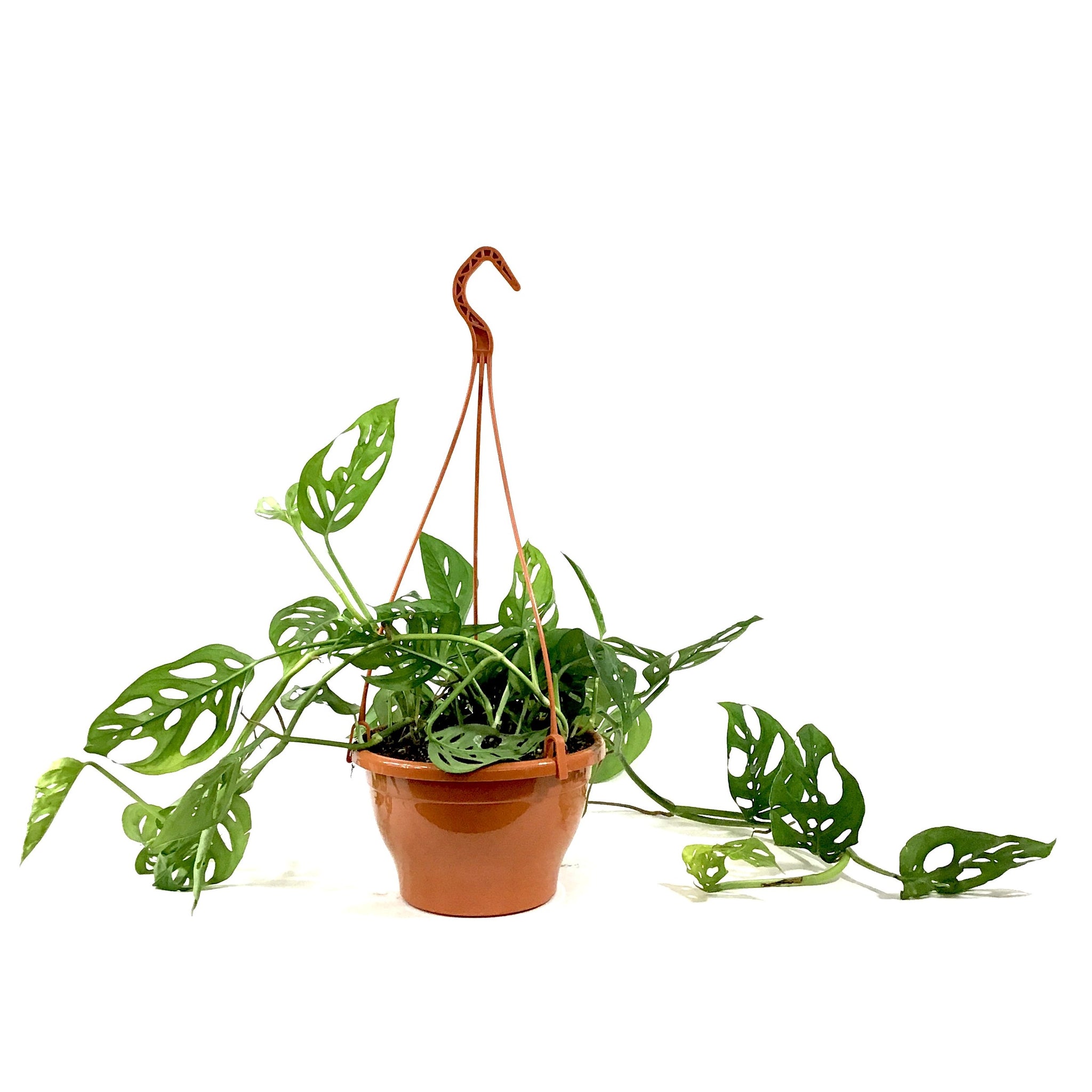 monstera adansonii nz Monstera, 7.5in HB, Adansonii Swiss Cheese – Floral Acres Greenhouse & Garden Centre