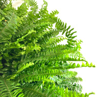 Fern, 12in Hanging Basket, Boston - Floral Acres Greenhouse & Garden Centre