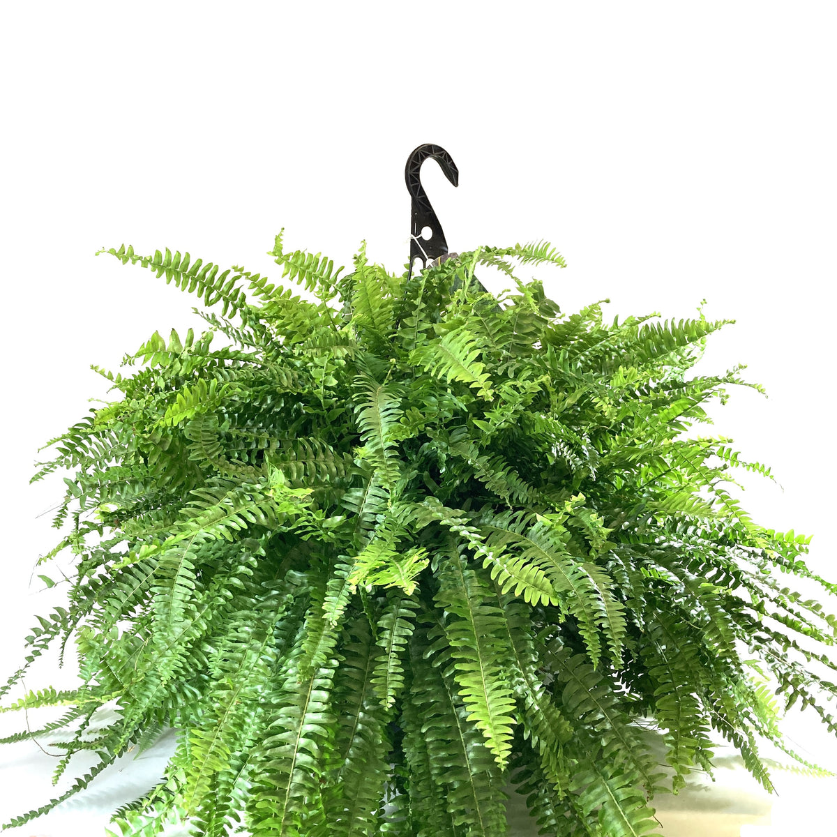 Fern, 12in Hanging Basket, Boston - Floral Acres Greenhouse & Garden Centre
