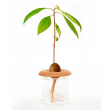 Load image into Gallery viewer, Terracotta Seed Sprouters, Set of 3 - Floral Acres Greenhouse &amp; Garden Centre
