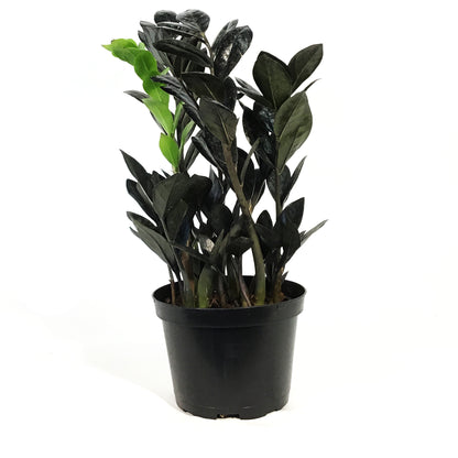 ZZ Plant, 6in, Zamioculcas Zamiifolia Raven ZZ
