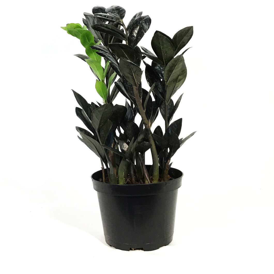black raven zz plant - zamioculcas zamiifolia ZZ Plant, 6in, Zamioculcas Zamiifolia Raven ZZ – Floral Acres Greenhouse & Garden Centre