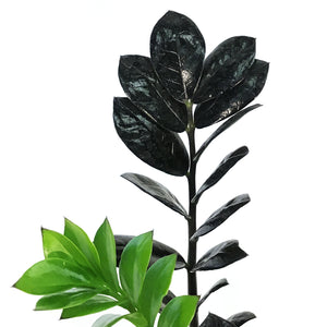 zz plant india ZZ Plant, 6in, Zamioculcas Zamiifolia Raven ZZ – Floral Acres Greenhouse & Garden Centre