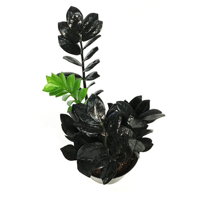 ZZ Plant, 6in, Zamioculcas Zamiifolia Raven ZZ