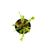 Venus Flytrap, 3in, Green
