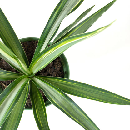 Yucca, 6in, Variegated Tips - Floral Acres Greenhouse & Garden Centre
