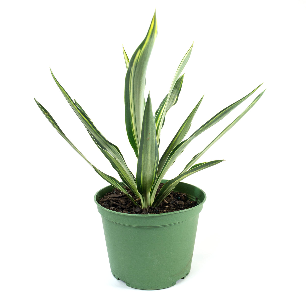 Yucca, 6in, Variegated Tips - Floral Acres Greenhouse & Garden Centre