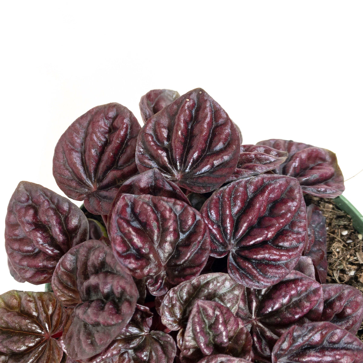 Peperomia, 6in, Red Ripple - Floral Acres Greenhouse & Garden Centre