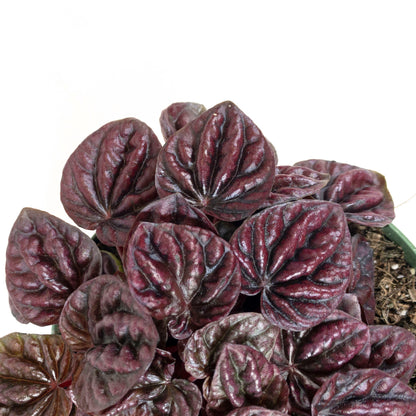 Peperomia, 6in, Red Ripple - Floral Acres Greenhouse & Garden Centre