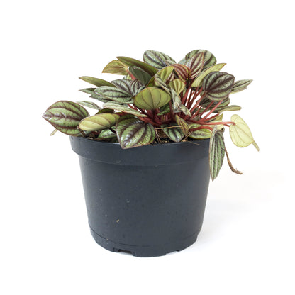 Peperomia, 6in, Piccolo Banda - Floral Acres Greenhouse & Garden Centre